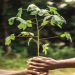 Growing Roots for a Greener Future